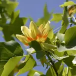 Liriodendron tulipifera - Tulip Tree Trees