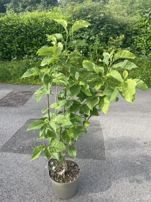 Magnolia 'Yellow Bird' 120/150cm (10L) - Image 4