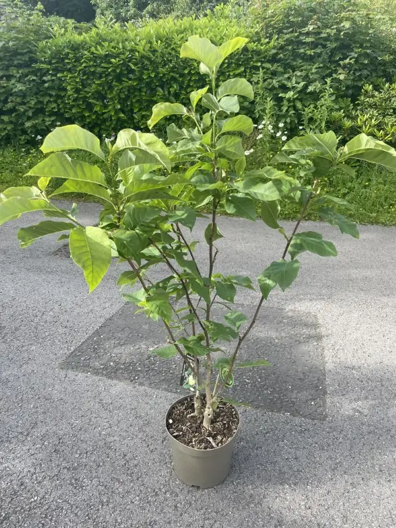 Magnolia 'Yellow Bird' 120/150cm (10L) - Image 5