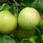 Malus spp. - Apple & Crab Apple Trees