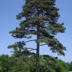 Pinus spp. - Pine Trees