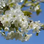 Prunus avium - Fruiting Cherry Trees