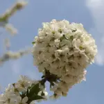 Prunus spp - Ornamental Flowering Cherry Trees