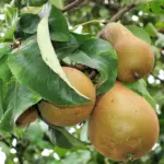 Pyrus communis - Pear Trees