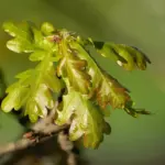 Quercus spp. - Oak Trees