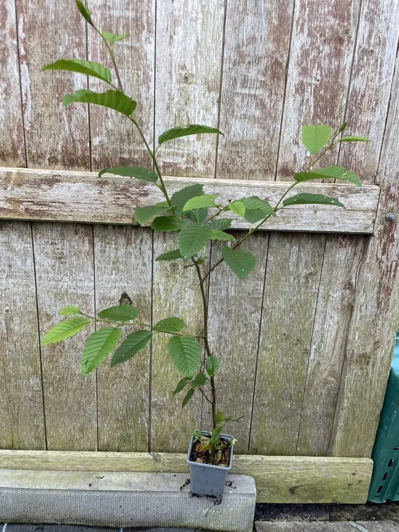 Red Alder 40/60cm (P9T)