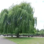 Salix spp. - Willow Trees