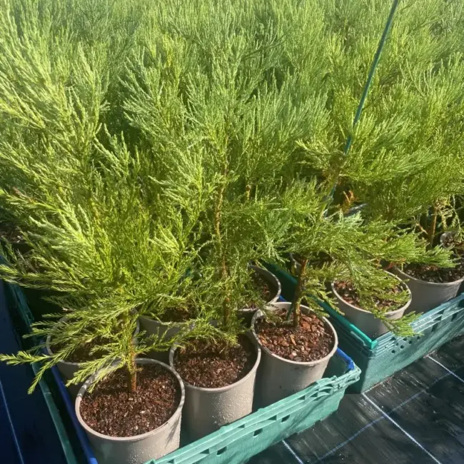 Sequoiadendron giganteum Giant Redwood 60/80cm (4L)