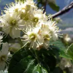 Sorbus aria- Whitebeam Trees