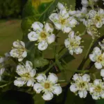 Sorbus torminalis - Wild Service Trees