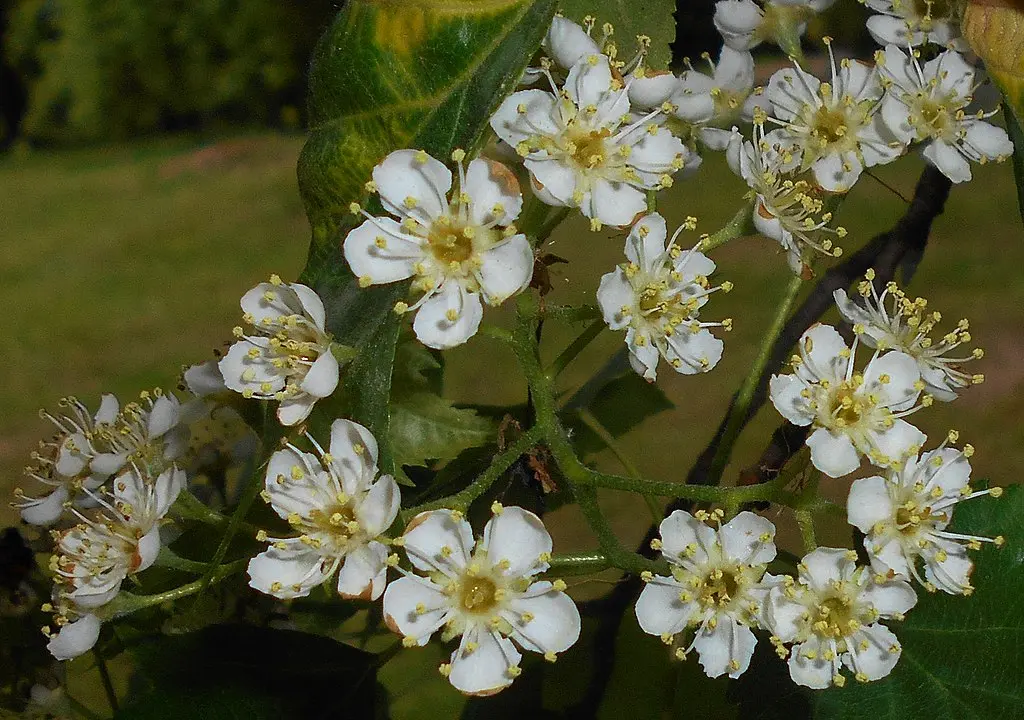 Sorbus torminalis - Wild Service Trees