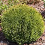 Thuja arborvitae trees