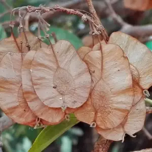 Tree Seeds