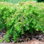 Tsuga canadensis Hemlock