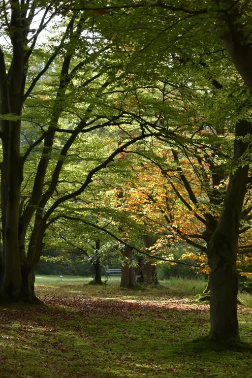 Start Your Arboretum or Pinetum Today