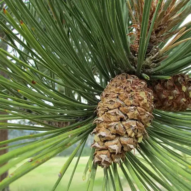 Pinus ponderosa