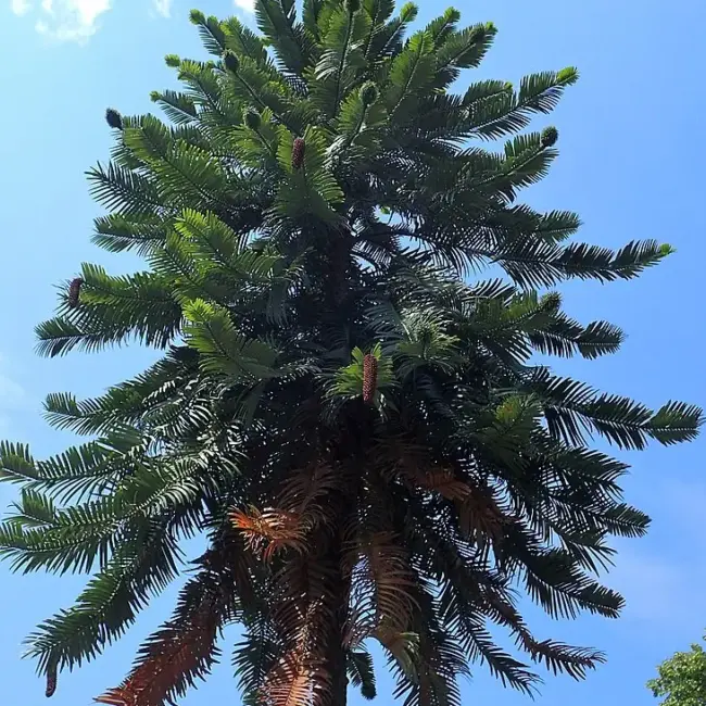 Wollemia nobilis