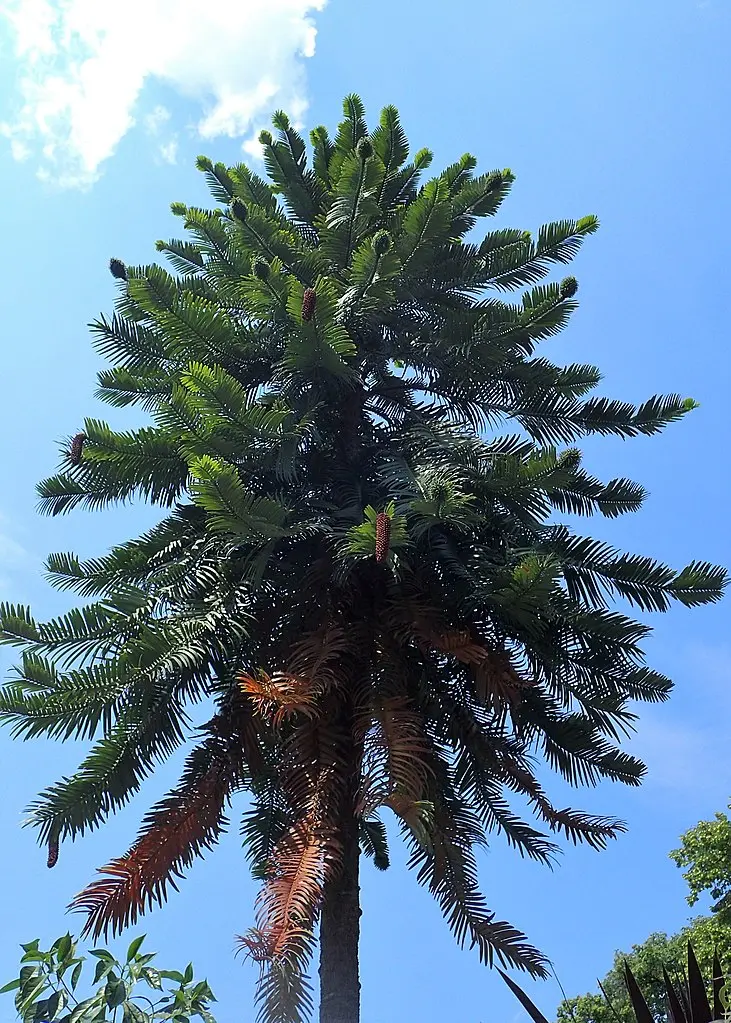 Wollemia nobilis