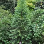 Wollemi Pine Tree - Wollemia nobilis