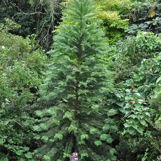 Wollemia nobilis