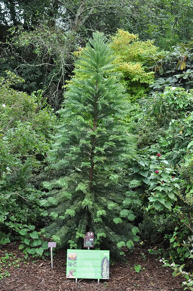 Wollemi Pine Tree - Wollemia nobilis