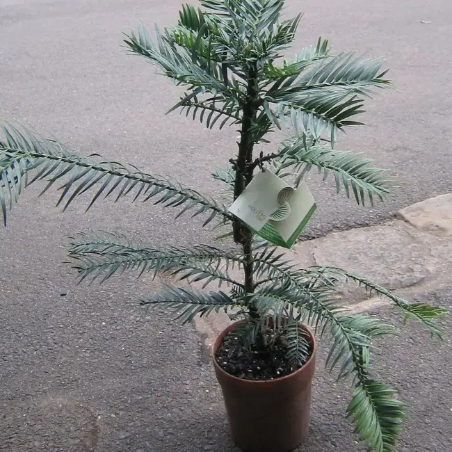 Wollemia nobilis