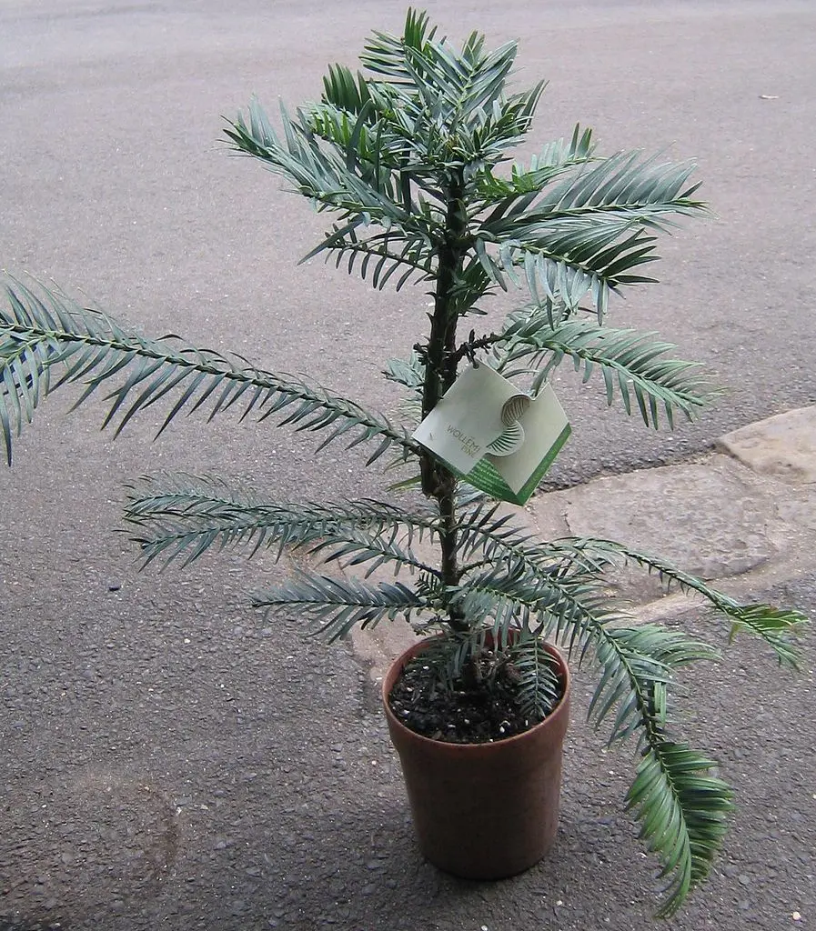 Wollemia nobilis