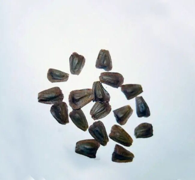 Wollemia nobilis - Wollemi Pine Seeds