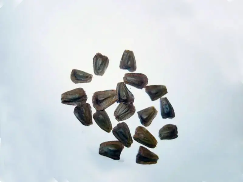 Wollemia nobilis - Wollemi Pine Seeds