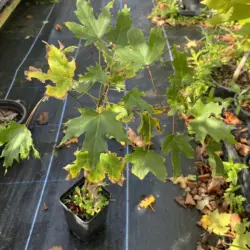 Acer saccharum - Sugar Maple Tree