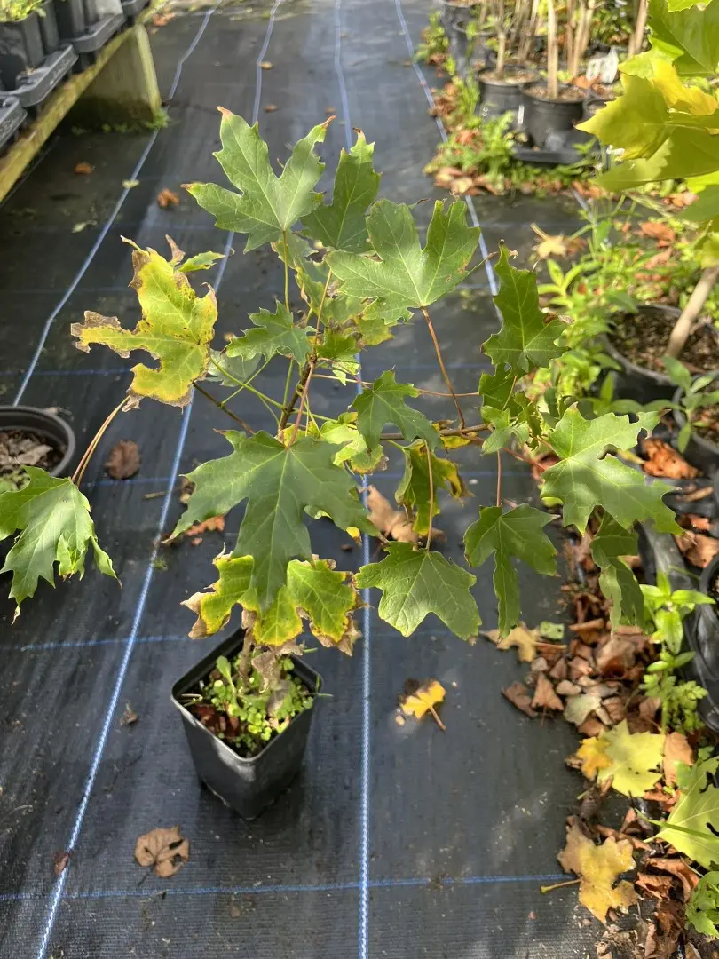 Acer saccharum - Sugar Maple Tree