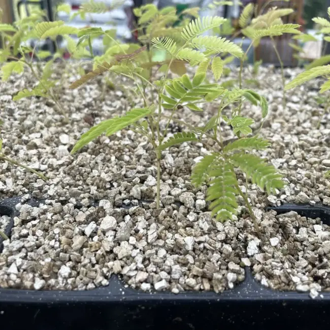 Albizia julibrissin - Persian Silk Tree Seeds