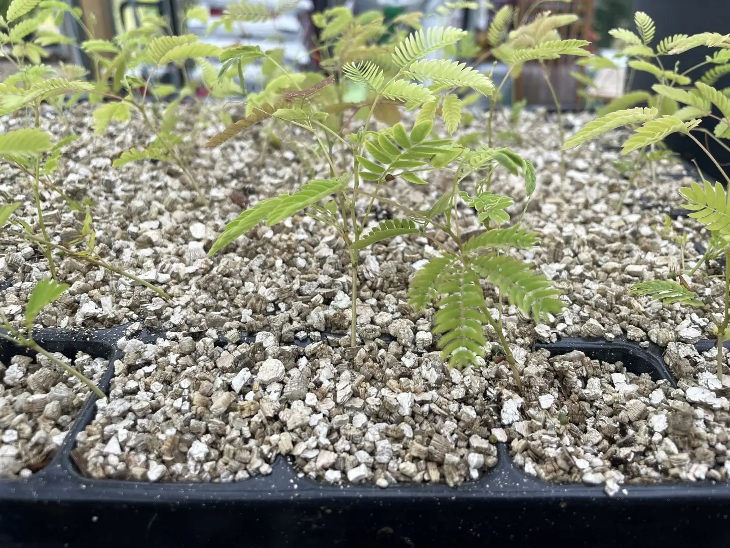 Albizia julibrissin - Persian Silk Tree Seeds