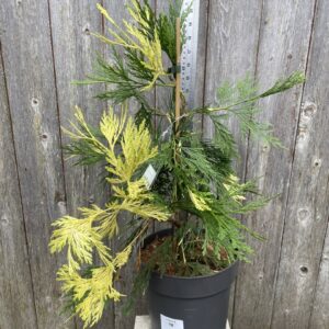 Calocedrus decurrens 'Aureovariegata' - Incense Cedar Tree (1)