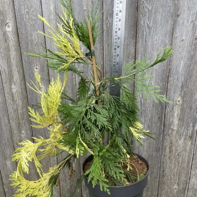 Incense Cedar 'Aureovariegata' 60/80cm (10L) - Image 4