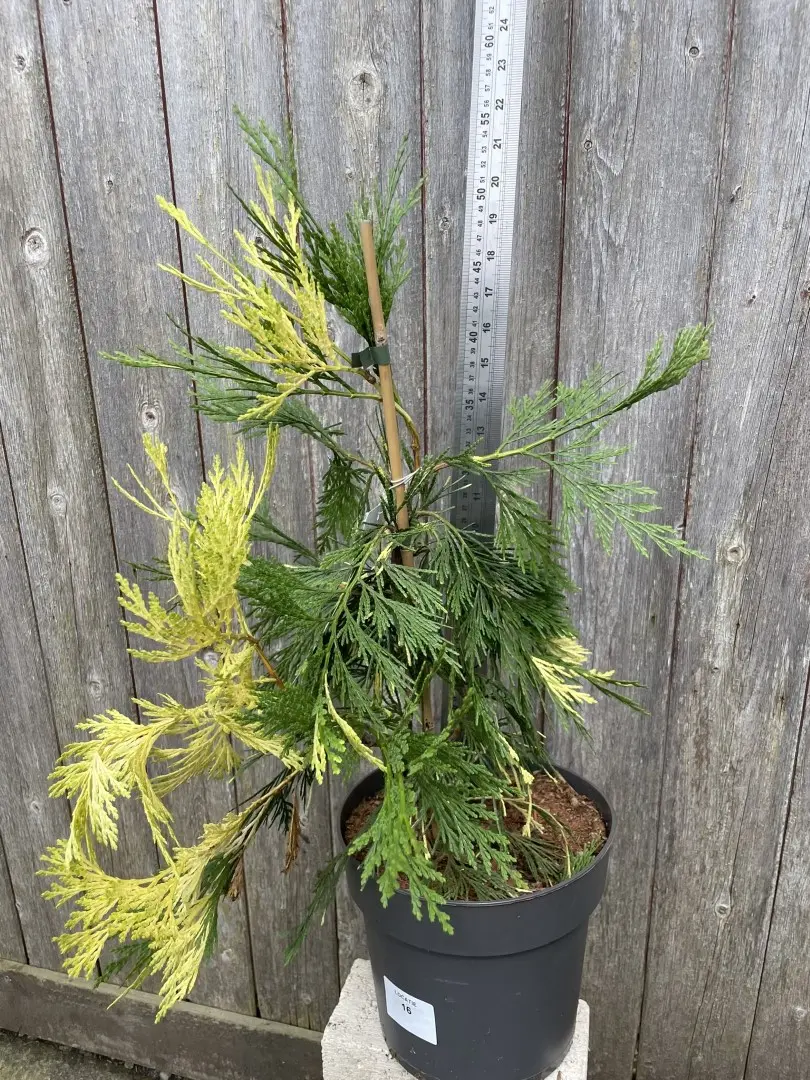 Incense Cedar 'Aureovariegata' 80/100cm (10L) - Image 4
