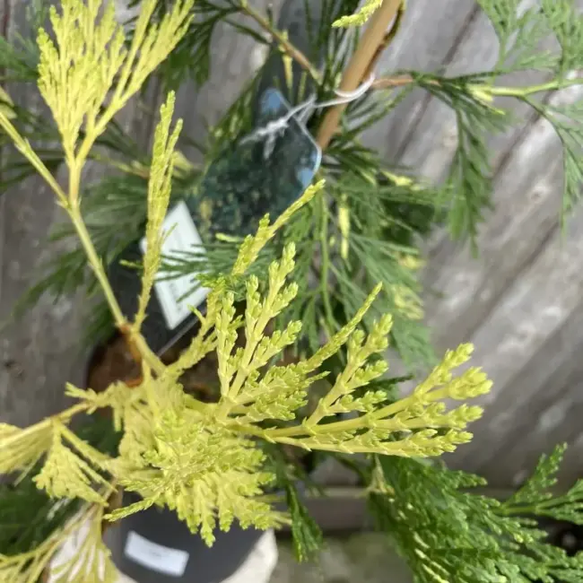 Incense Cedar 'Aureovariegata' 60/80cm (10L) - Image 5
