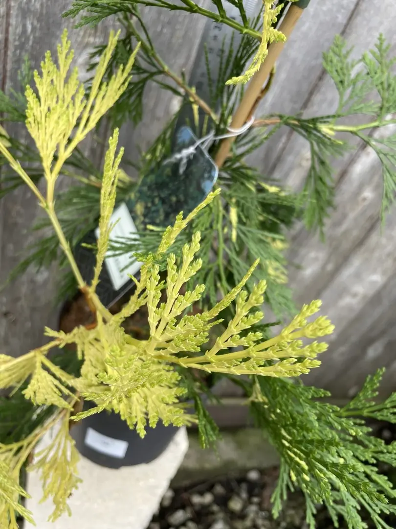 Incense Cedar 'Aureovariegata' 80/100cm (10L) - Image 5