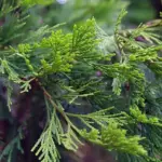 Calocedrus decurrens - Incense Cedar Trees