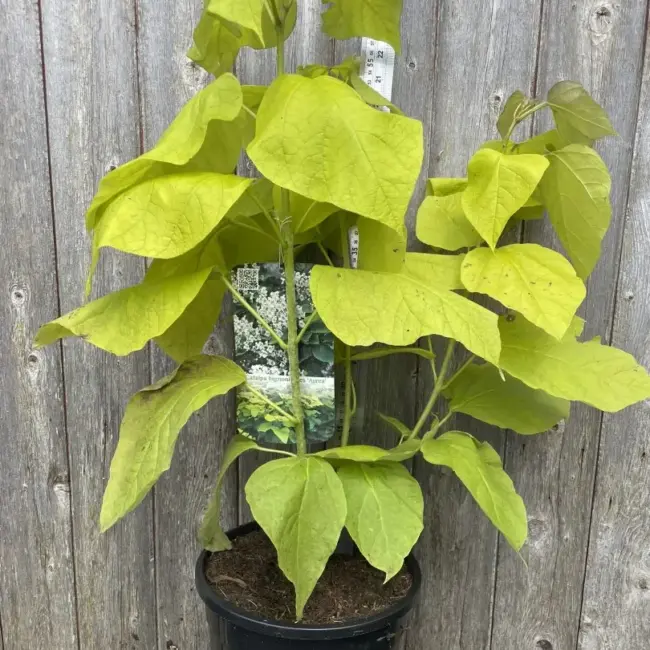 Golden Indian Bean Tree 'Aurea' 60/80cm (7.5L) - Image 2
