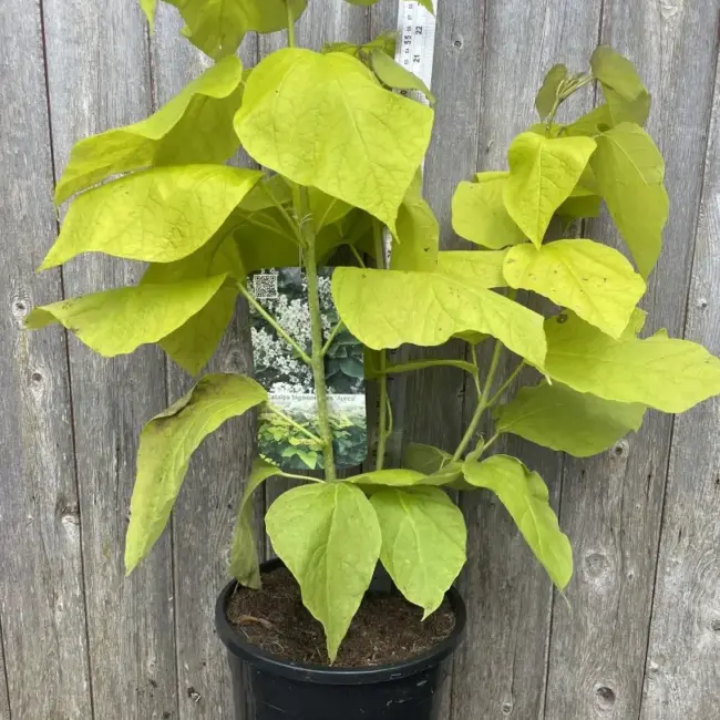 Golden Indian Bean Tree 'Aurea' 60/80cm (7.5L)