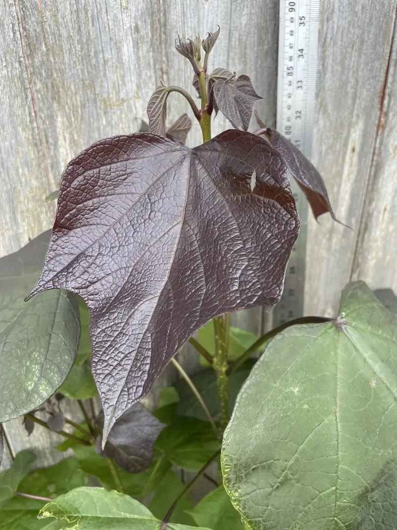Indian Bean Tree 'Purpurea' 60/80cm (7.5L) - Image 2