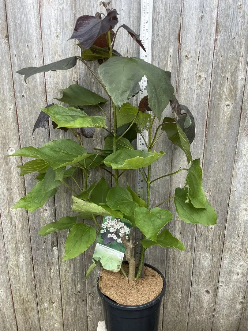 Indian Bean Tree 'Purpurea' 60/80cm (7.5L)