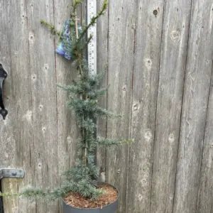 Cedar of Lebanon Tree 'Glauca' - 6080cm (7.5L) (1)