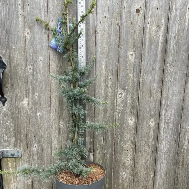 Cedar of Lebanon Tree 'Glauca' - 60/80cm (7.5L)