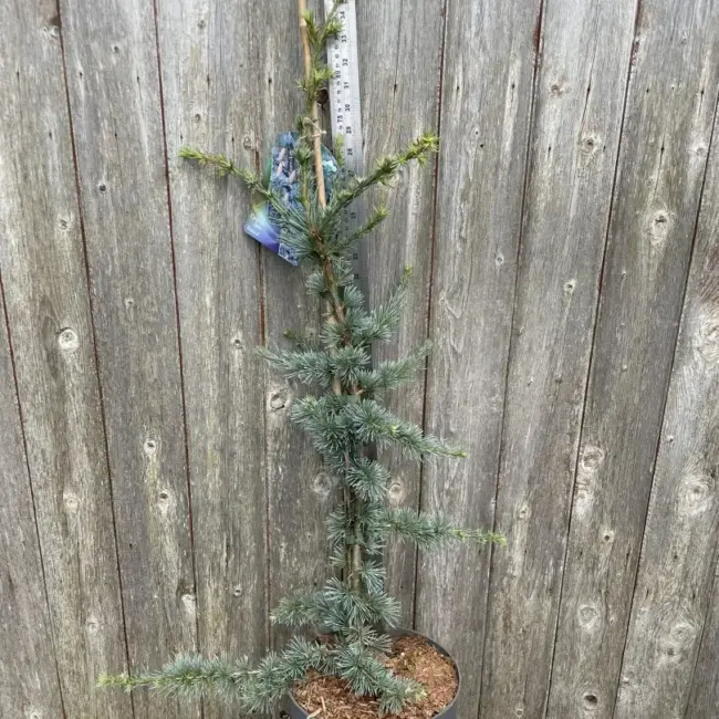 Cedar of Lebanon Tree 'Glauca' - 60/80cm (7.5L) - Image 2