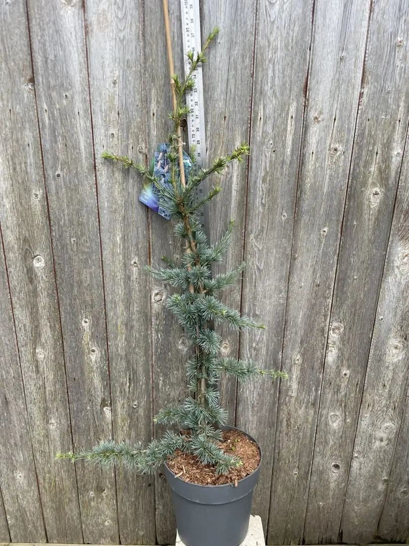 Cedar of Lebanon Tree 'Glauca' - 60/80cm (5L) - Image 2