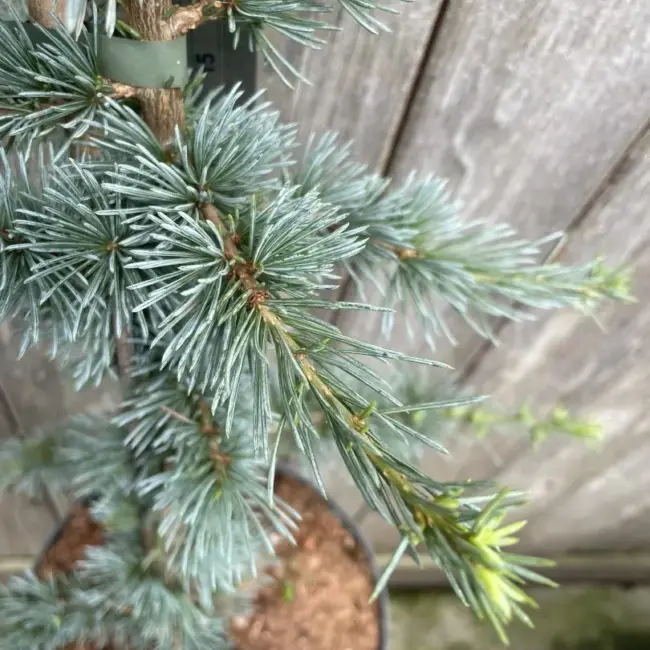 Cedar of Lebanon Tree 'Glauca' - 60/80cm (7.5L) - Image 3