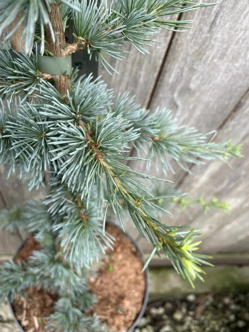 Cedar of Lebanon Tree 'Glauca' - 60/80cm (5L) - Image 3
