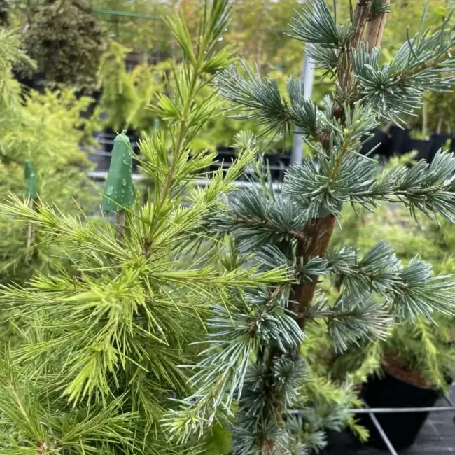 Cedar of Lebanon Tree 'Glauca' - 60/80cm (7.5L) - Image 4